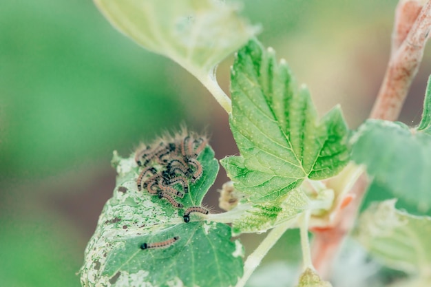 Pests of plants in the garden. Close up of currant leaves and caterpillars. Macro photo