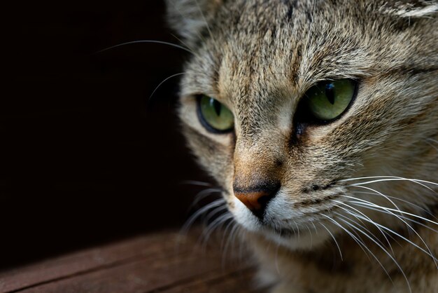 ペットの成猫。動物の厳しい、怒った表情。