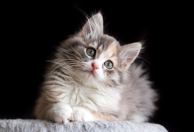 Pet animal; cute cat indoor. Cute kitten cat.