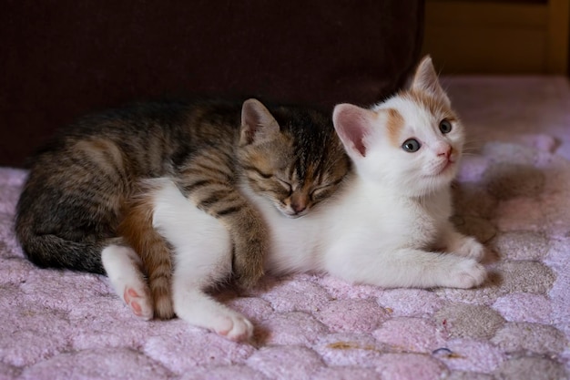 ペット動物;かわいい猫の屋内。家猫。