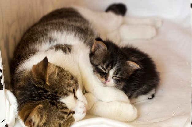 Premium Photo Pet animal cute cat indoor house cat Premium Photo Pet animal cute cat indoor house cat