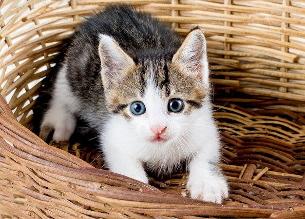 Pet animal; cute cat indoor