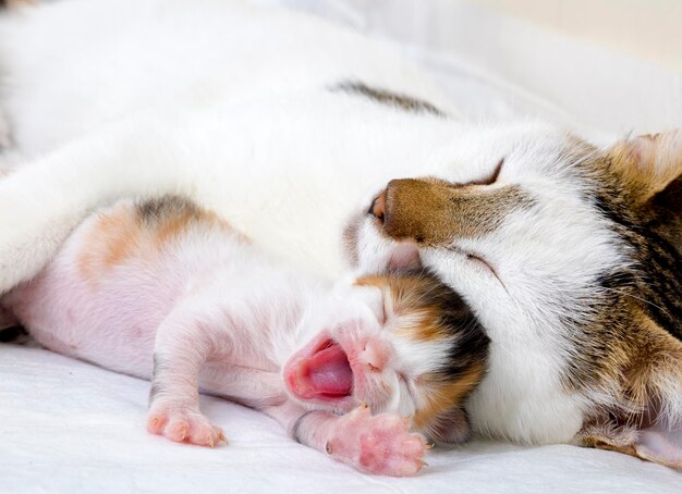 애완 동물; 귀여운 고양이 실내.