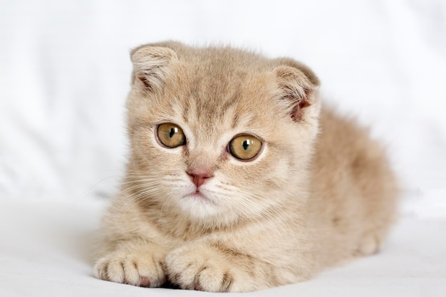 애완 동물; 귀여운 고양이 실내