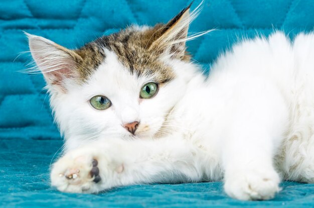 写真 ペット動物;かわいい猫の屋内。