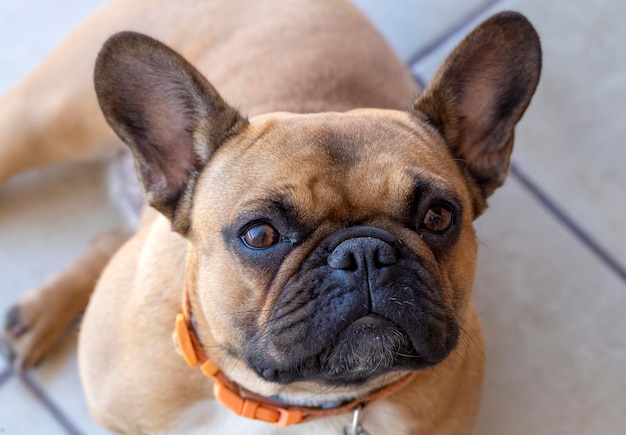 Pet animal cute dog French bulldog dog