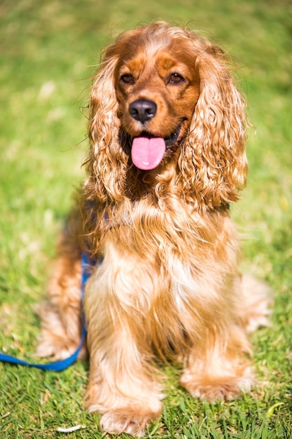 Pet animal cute dog in the garden