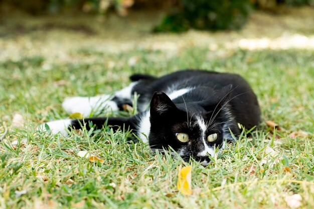 Pet animal cute dog in the garden