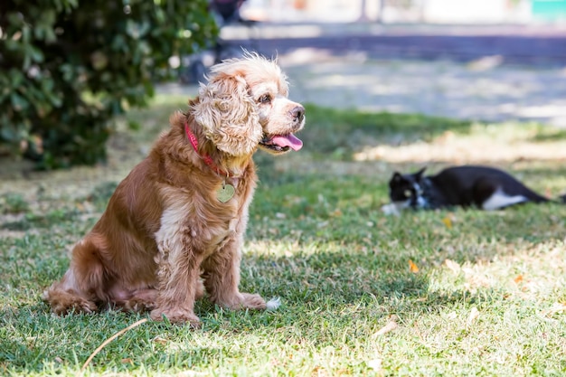 Pet animal cute dog in the garden