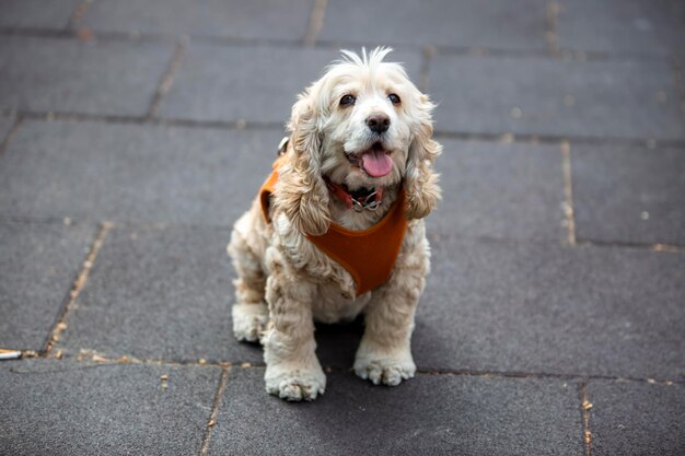 Pet animal; cute dog. The house dog.