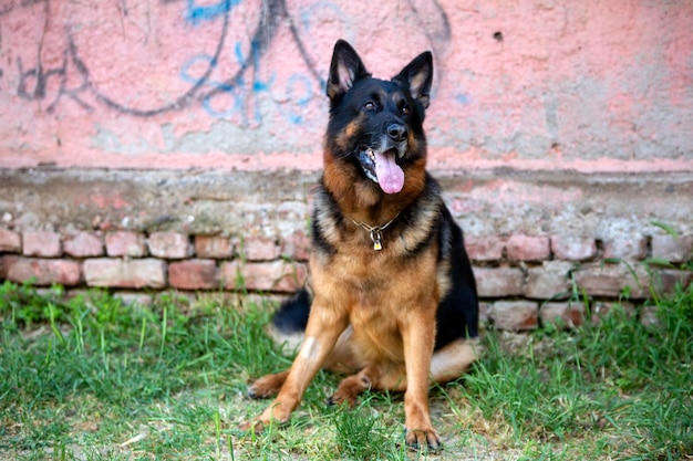 ペット動物;かわいい犬。家の犬。