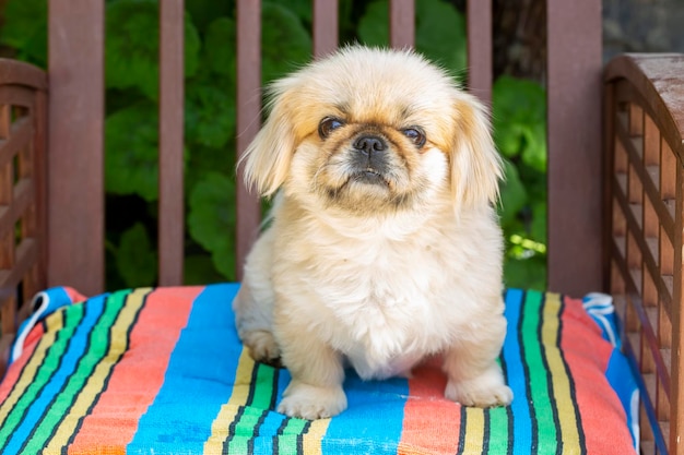 ペット動物;かわいい犬。家の犬。