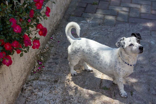 Pet animal; cute dog. The house dog.