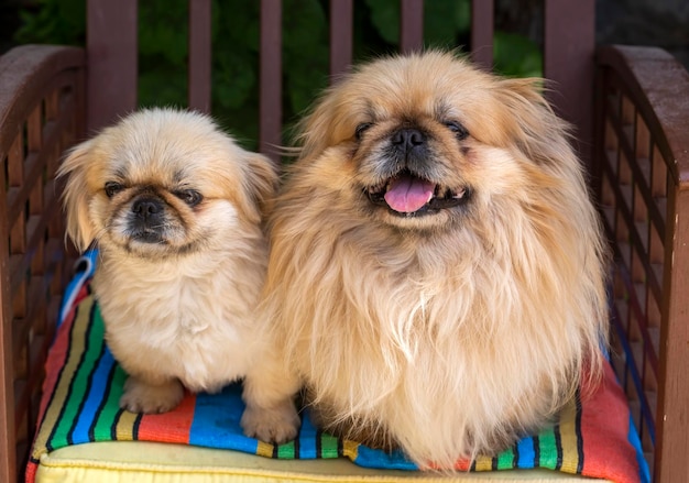 ペット動物;かわいい犬。家の犬。