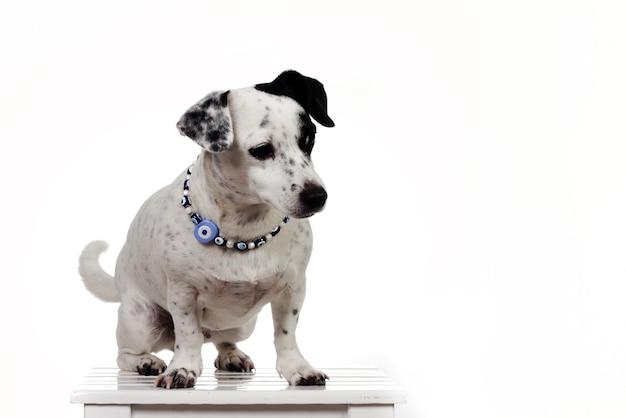 Pet animal; cute dog indoor. İsolated, white background.