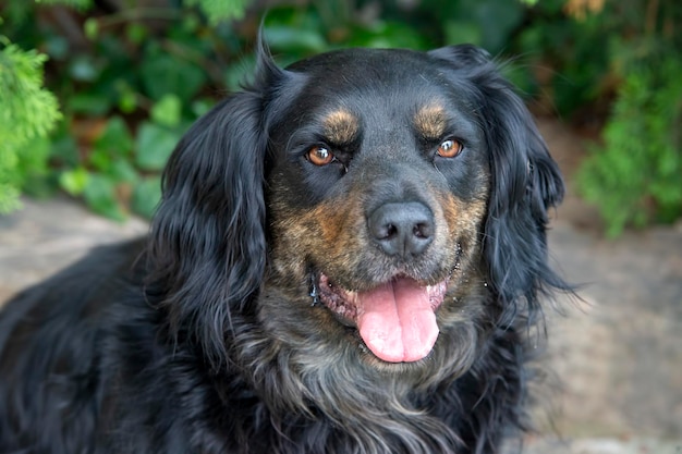 Pet animal; cute dog outdoor. House dog.