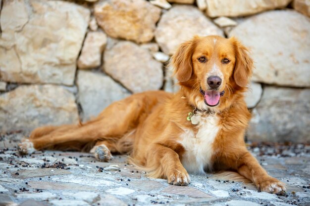 ペット動物;かわいい犬の屋外。家の犬。