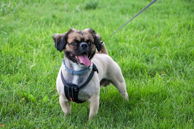 Pet animal; cute dog in the park