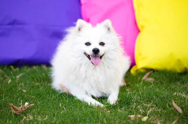 Photo pet animal; cute dog in the park