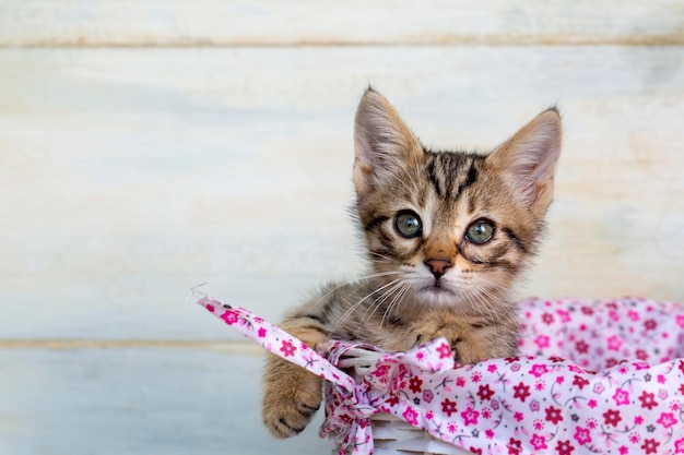 Pet animal; cute kitten tabby