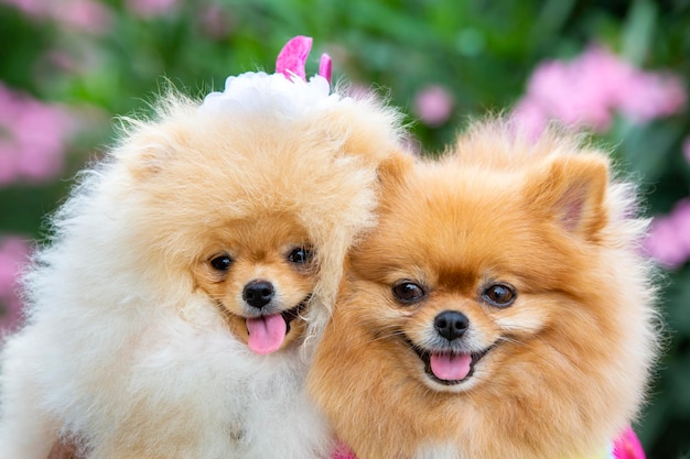 Pet animal; cute pomeranian dog in nature