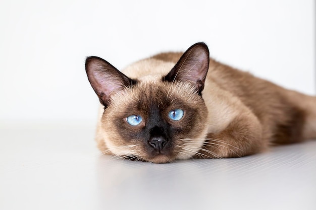 Pet animal; cute siamese cat