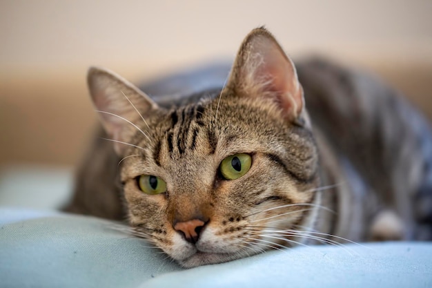 ペット動物、かわいいぶち猫