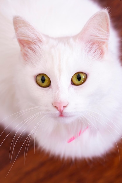 Pet animal; cute white cat. Turkish Ankara Cat.