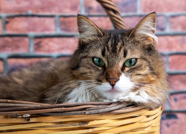 愛玩動物 長毛トラ猫