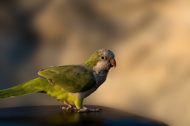 写真 ペットの鳥アルゼンチンオウム-緑の鳥