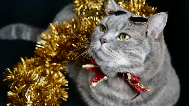 Pet British Scottish straight cat for the new year 2022 Christmas with glasses closeup A cool gray animal celebrates the holidays