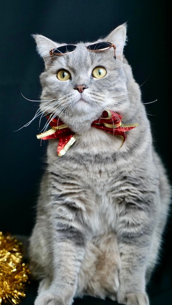 Photo pet british scottish straight cat for new year 2022 christmas with glasses and red bow black background closeup a cool gray animal celebrates the holidays