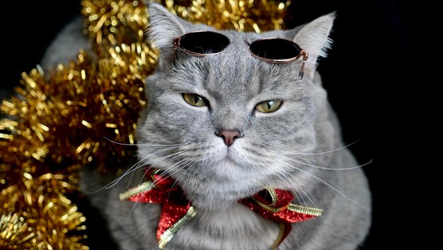 Pet British Scottish straight cat for New Year 2022 Christmas with glasses and red bow black isolated background closeup A cool gray animal celebrates the holidays