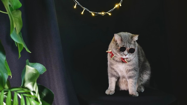 2022년 새해 크리스마스를 위한 애완용 영국 스코틀랜드 스트레이트 고양이 안경과 붉은 활 검은색 외진 배경 멋진 회색 동물이 휴일을 기념합니다