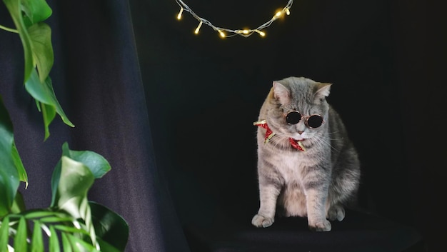 Pet british scottish straight cat for new year 2022 christmas
with glasses and red bow black isolated background a cool gray
animal celebrates the holidays