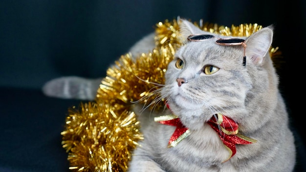 Pet british scottish straight cat for the new year christmas with glasses closeup a cool gray anima