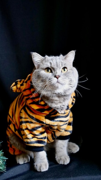 Pet British Scottish Straight cat in a tiger costume lies on an isolated black background with glasses Cool animal 2022