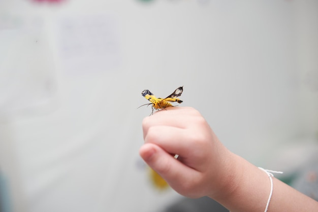 Pet butterfly on hand finger in roomÃÂÃÂ 