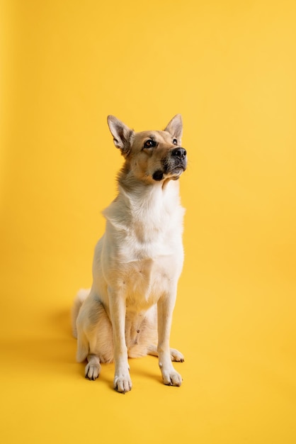 Cura degli animali domestici, ritratti di animali domestici. ritratto di adorabile cane pastore di razza mista isolato su sfondo giallo