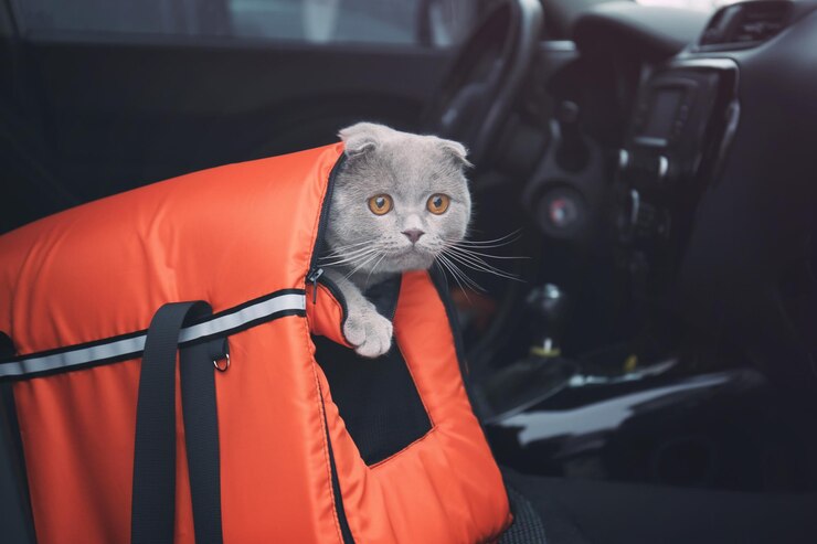 Уделяйте внимание коту