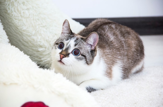 A pet cat hides in a shelter. Curious Cat.