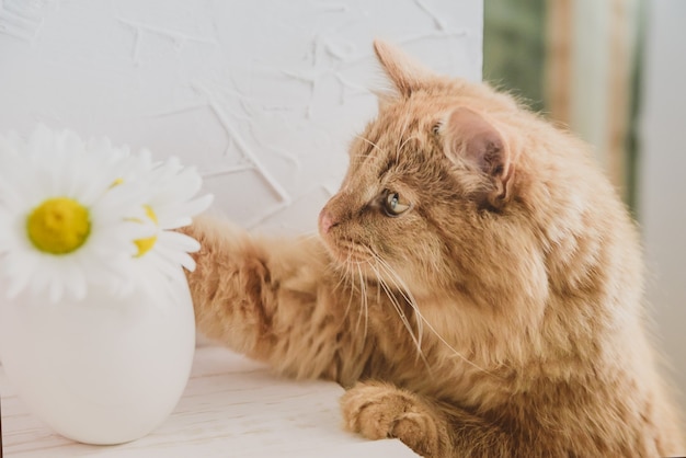 ペットの猫がテーブルの上の花を嗅ぎます。赤い猫とデイジー