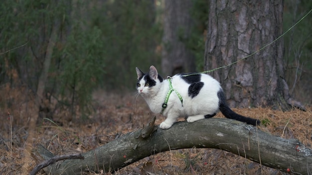 ひもやハーネスの散歩を身に着けている屋外の散歩でペットの猫。緑の芝生の森のひもにつないで、ふわふわの猫と一緒に歩く女性。かわいい子猫が飼い主と一緒に公園を散歩します。ペットの世話。