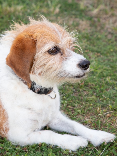 Pet dog Australian Shepherd lying on grass in summer day