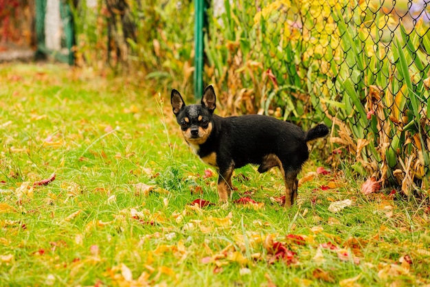 ペットの犬チワワが通りを歩きます。散歩のためのチワワ犬。チワワの黒、茶色、白。散歩の早朝にかわいい子犬。秋の犬は庭や公園を散歩します