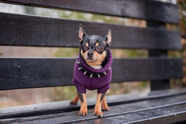 Photo pet dog chihuahua walks on the street. chihuahua dog for a walk. dog in the autumn walks in the park