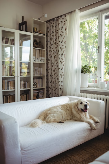 Pet dog relaxing on a sofa