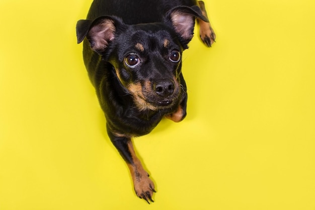 Foto cane da compagnia un terrier ritratto temi animali