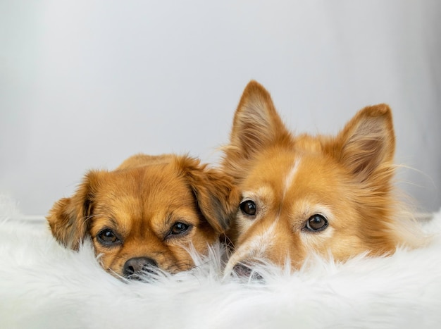 写真 ペット犬