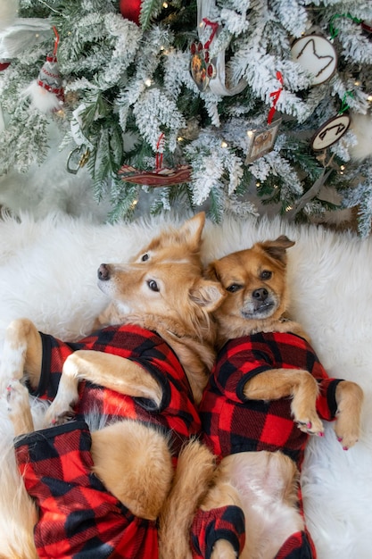 写真 ペット犬